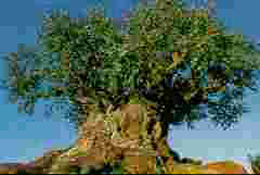 disney vacation animal kingdom theme park tree of life