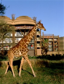 animal kingdom lodge walt disney world